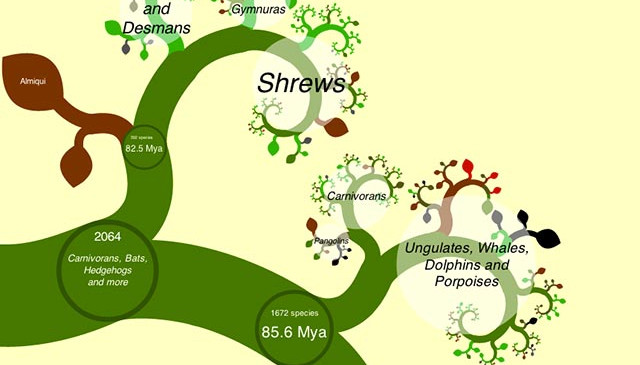 L’évolution en bourgeons numériques